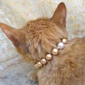 Champagne Pearl Cat Collar, Hand Knotted Cat..